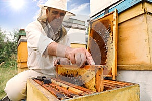 Beekeeper in uniform taking frame from hive at apiary. Harvesting honey