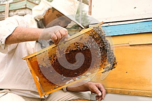 Beekeeper in uniform taking frame from hive at apiary. Harvesting honey