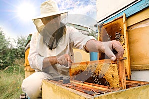 Beekeeper in uniform taking frame from hive at apiary. Harvesting honey