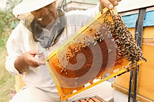 Beekeeper in uniform taking frame from hive at apiary. Harvesting honey