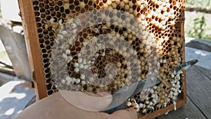 Beekeeper Unseal Honeycomb. A close-up knife opens honeycomb with honey on frame made of beehive.