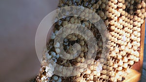 Beekeeper Unseal Honeycomb. A close-up knife opens honeycomb with honey on frame made of beehive.