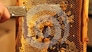 Beekeeper unsealing honeycomb