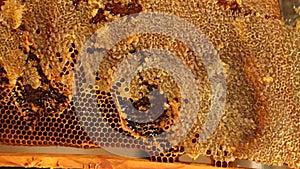 Beekeeper unsealing honeycomb