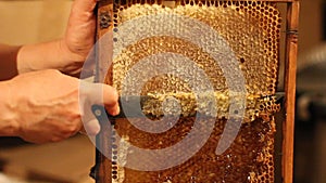 Beekeeper unsealing honeycomb