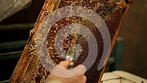 Beekeeper unsealing honeycomb