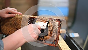 Beekeeper unseals honeycomb with a scraper to remove wax and subtract honey.