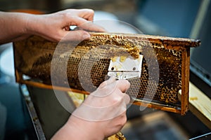 Beekeeper unseals honeycomb with a scraper to remove wax and subtract honey.