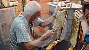 Beekeeper unseals honeycomb with a scraper to remove wax and subtract honey.