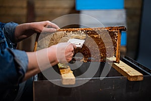 Beekeeper unseals honeycomb with a scraper to remove wax and subtract honey.