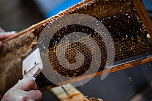 Beekeeper unseals honeycomb with a scraper to remove wax and subtract honey.