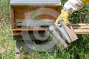 A beekeeper uses a smoker near the entrance to the hive to calm honey bees