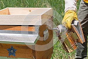 A beekeeper uses a smoker over the hive body to calm honey bees 