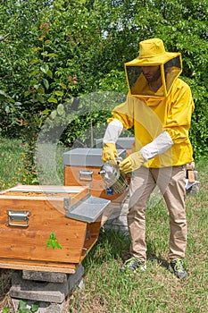 A beekeeper uses a smoker to calm honey bees in the hive