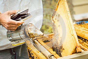 Beekeeper using smoke to calm down his bees