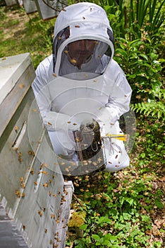 Beekeeper using smoker on hive