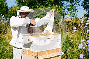 Beekeeper wearing protective workwear and gloves using bee smoker for fumigation beehive at apiary.