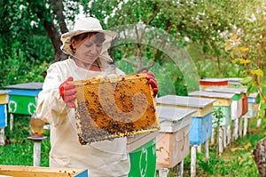 Beekeeper woman controlling beehive and comb frame. Honeycomb. Apiary.