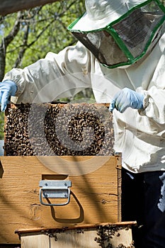 Beekeeper at work