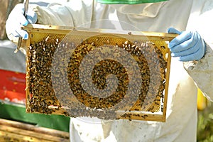 Beekeeper at work