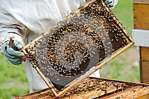 A beekeeper at work