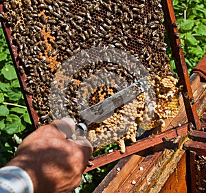 Beekeeper at work