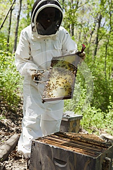 Beekeeper at work