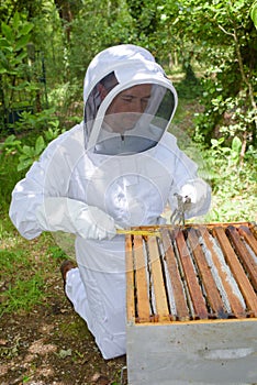 beekeeper at work