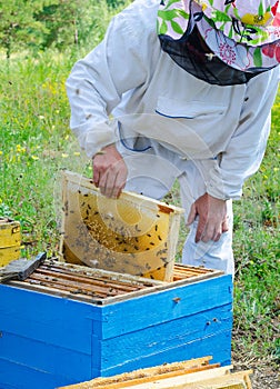 Beekeeper at work