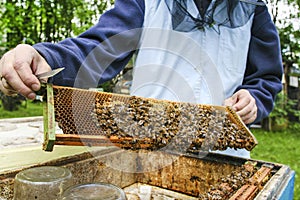 Beekeeper at work