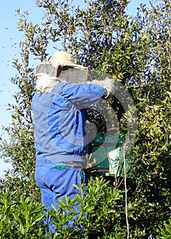 Beekeeper at Work