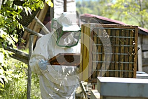 Beekeeper at work