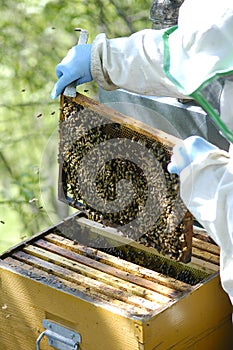 Beekeeper at work photo