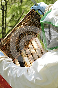 Beekeeper at work