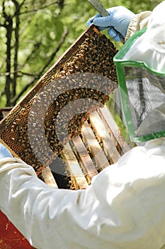 Beekeeper at work photo
