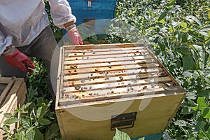 Beekeeper work in the apiary