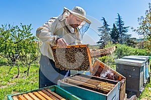 Beekeeper at Work. Bee keeper lifting shelf out of hive. The beekeeper saves the bees.
