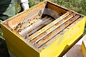 Beekeeper at Work. Bee keeper lifting shelf out of hive