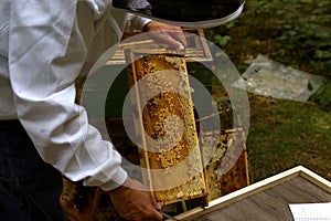 Beekeeper at work