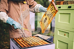 Beekeeper at work. Honey bees on honeycomb