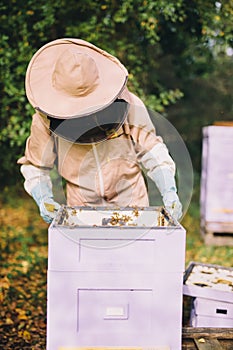 Beekeeper at work. Honey bees on honeycomb