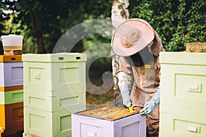 Beekeeper at work. Honey bees on honeycomb