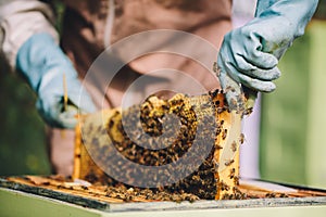 Beekeeper at work. Honey bees on honeycomb