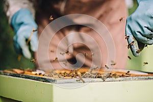 Beekeeper at work. Honey bees on honeycomb