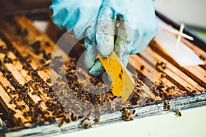 Beekeeper at work. Honey bees on honeycomb