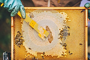 Beekeeper at work. Honey bees on honeycomb