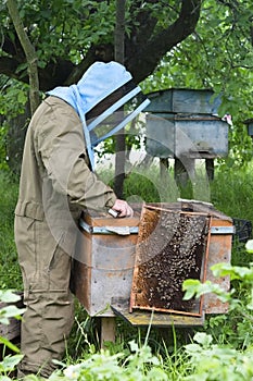 Beekeeper working