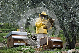 Beekeeper working