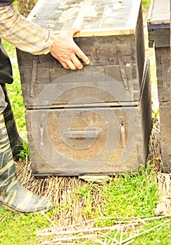 Beekeeper working