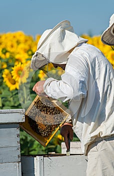 Beekeeper working